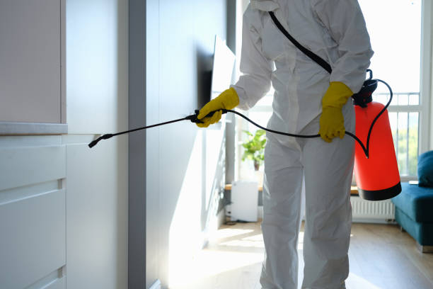 Best Mold Cleaning Services  in New Haven, WV